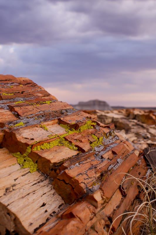 Close up of petrified wood with moss on it at sunset.