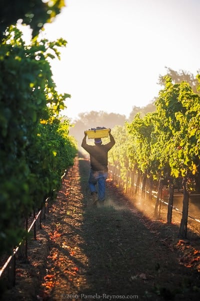 Vinyard worker carrying grapes early in the morning