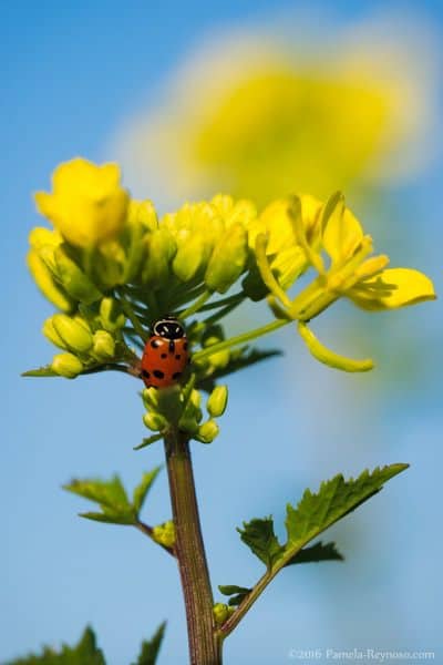 lady bug mustard flower