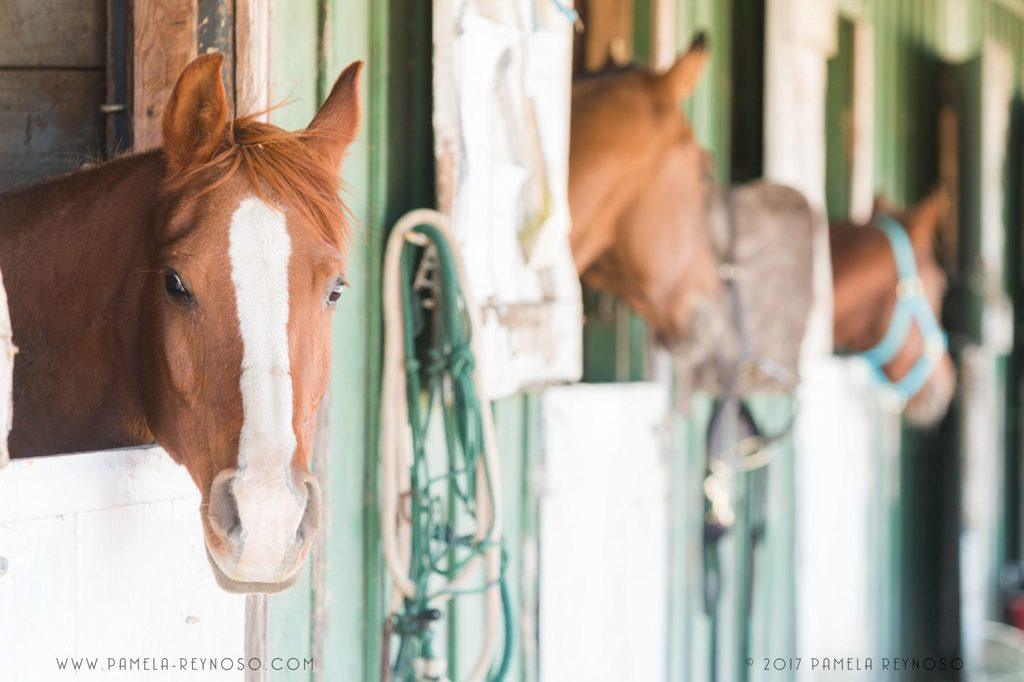 Horses with heads sticking out of their stalls.