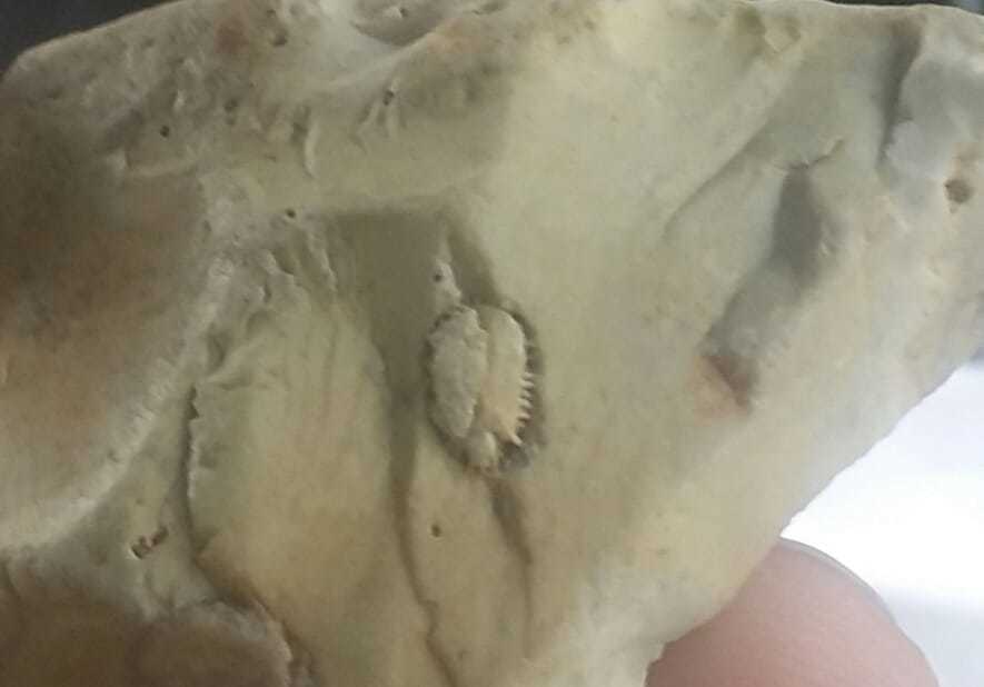 A trilobite fossil is shown in an off white rock.