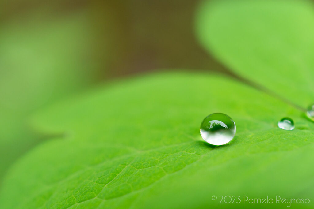 A drop of rain sits on a green Bleeding Heart leaf.