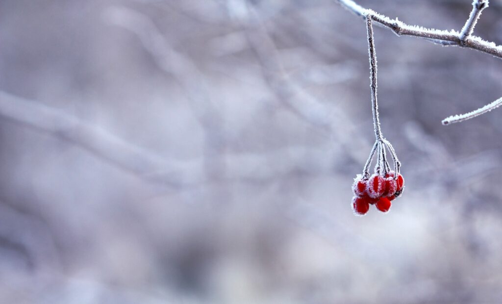 A cluster of small red berries hangs from a frosted-over branch.