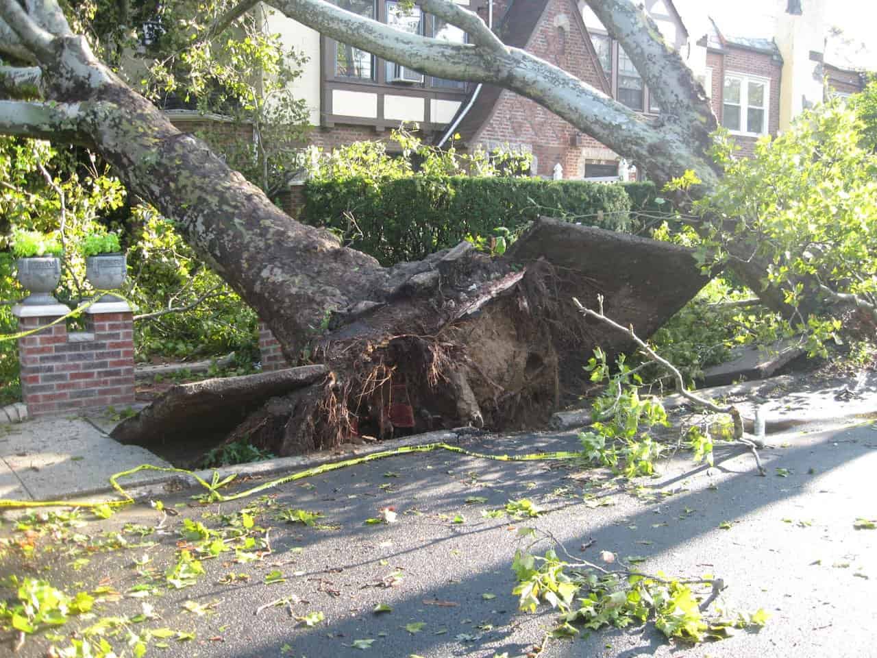 The exposed rootball of a tree is shown in between city sidewalk slabs.