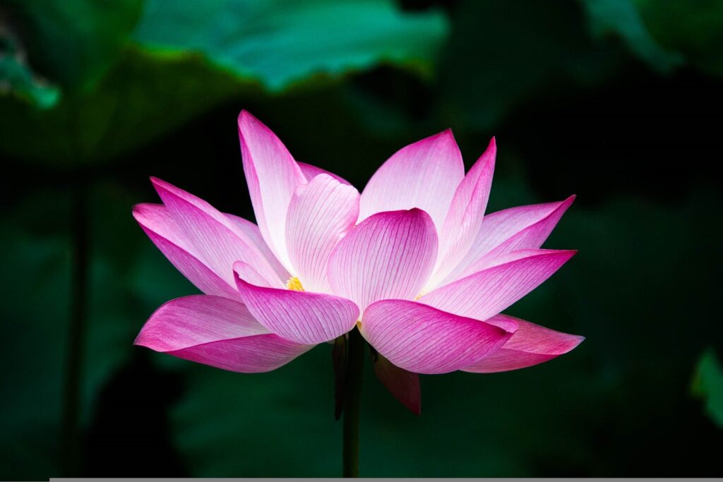 A lotus in full bloom with hot pink edges
