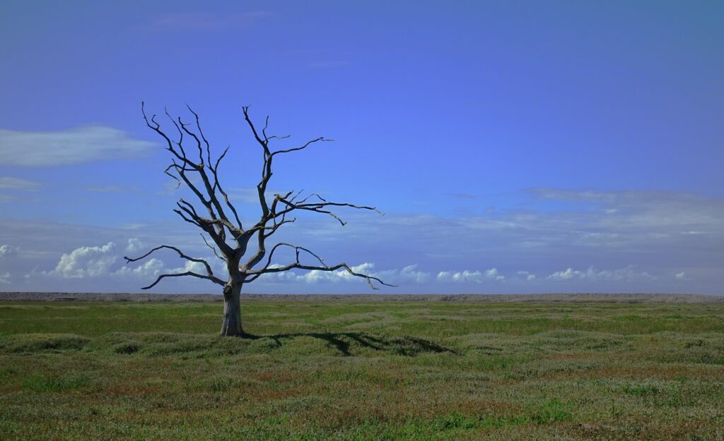Leafless tree in a treeless grassy plain with a blue sky
