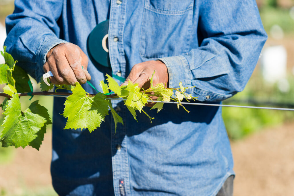 a male vineyard worker in a blue shirt tying grapevine cane to support wire with green plastic strips