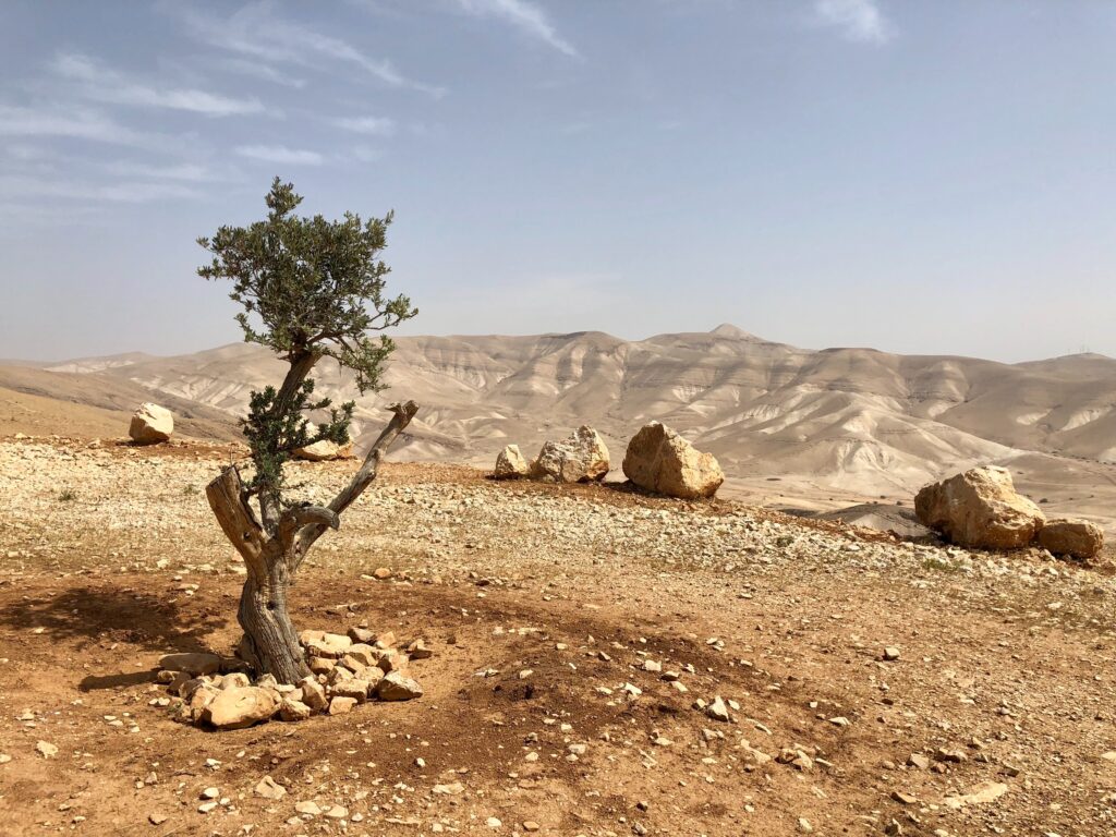 barren desert landscape in Israel with a sparse tree and boulders with a mountain beyond