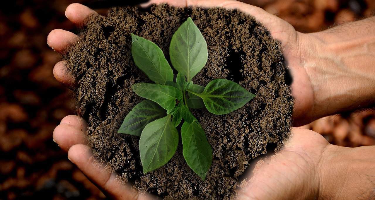 cupped hands hold a pile of fresh, dark soil with a young plant with spade shaped green and purple leaves