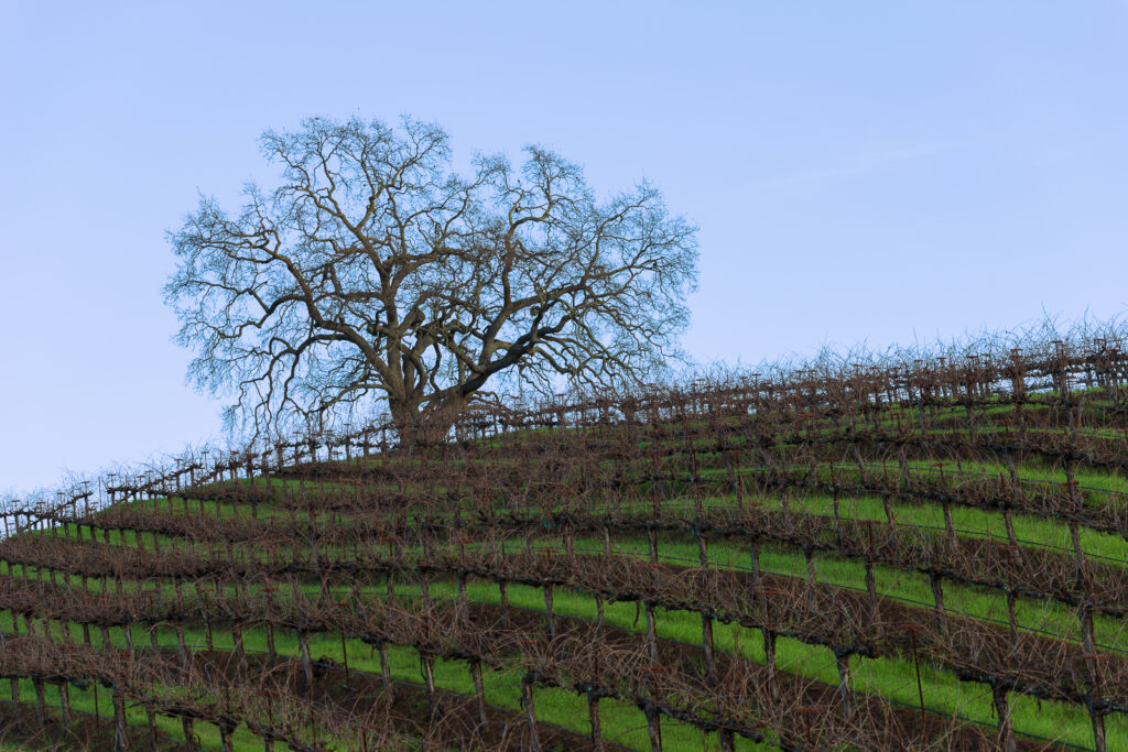 Late fall- a huge oak tree without its leaves sits at the top of a hill in a vineyard with rows of unpruned grapevines with green grass between the rows.