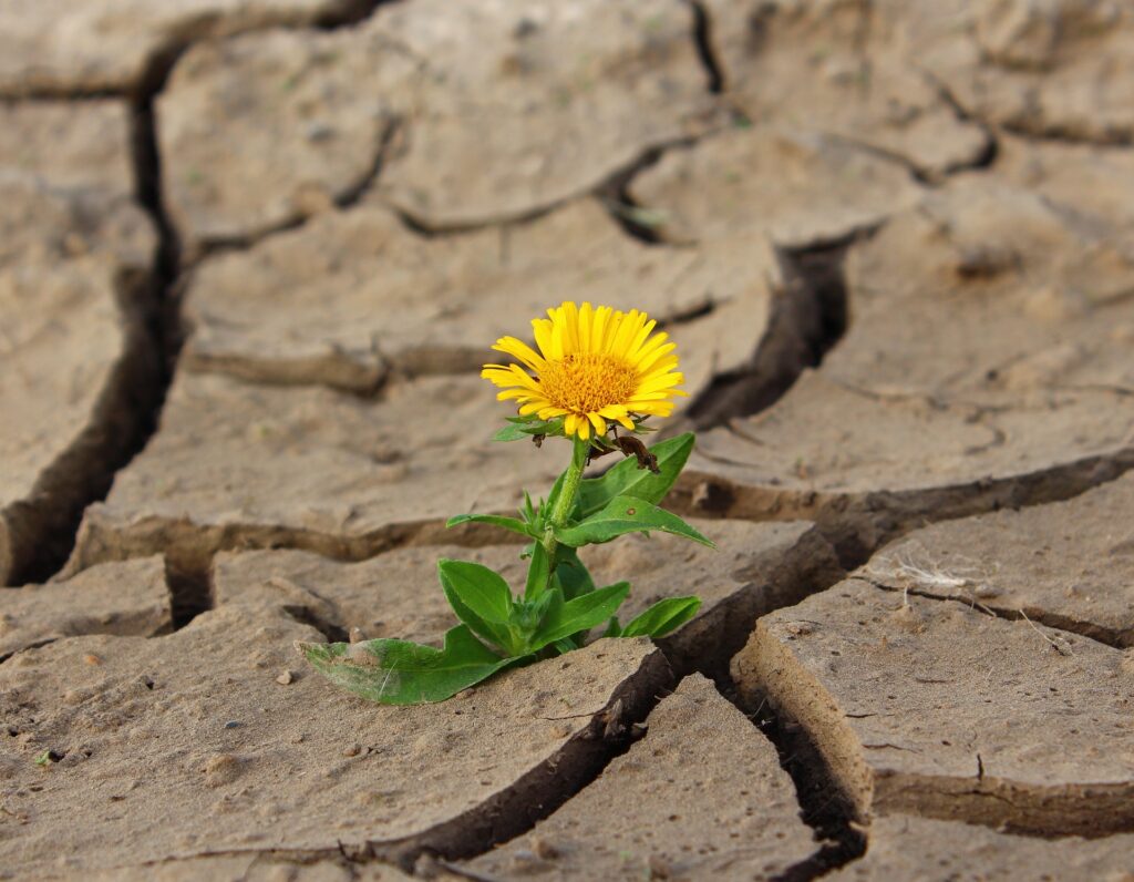 A yellow flower is shown growing from cracked earth.