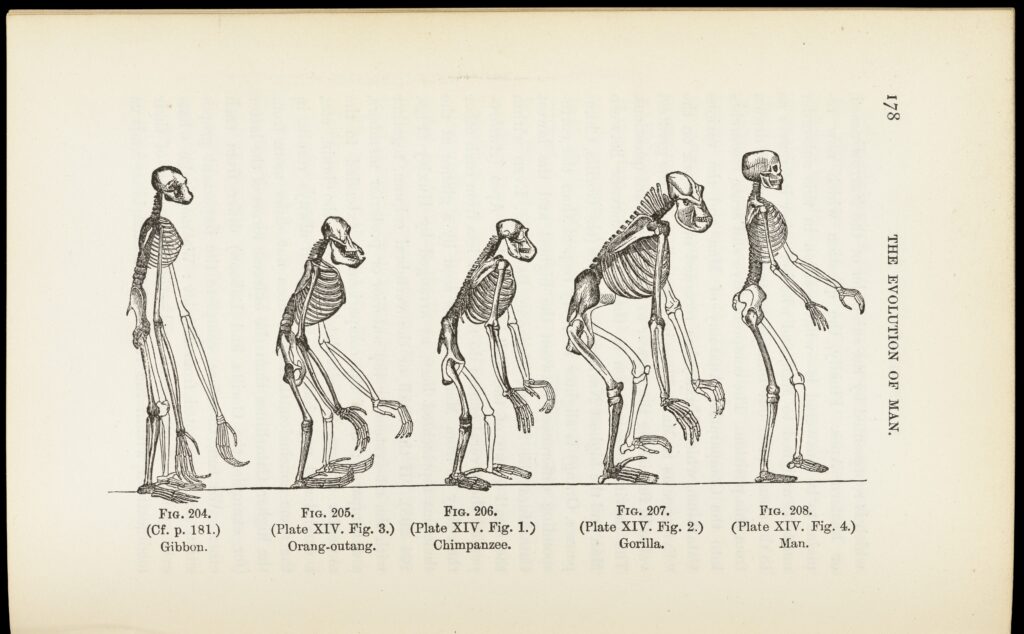 The illustration of the evolution of man is shown.