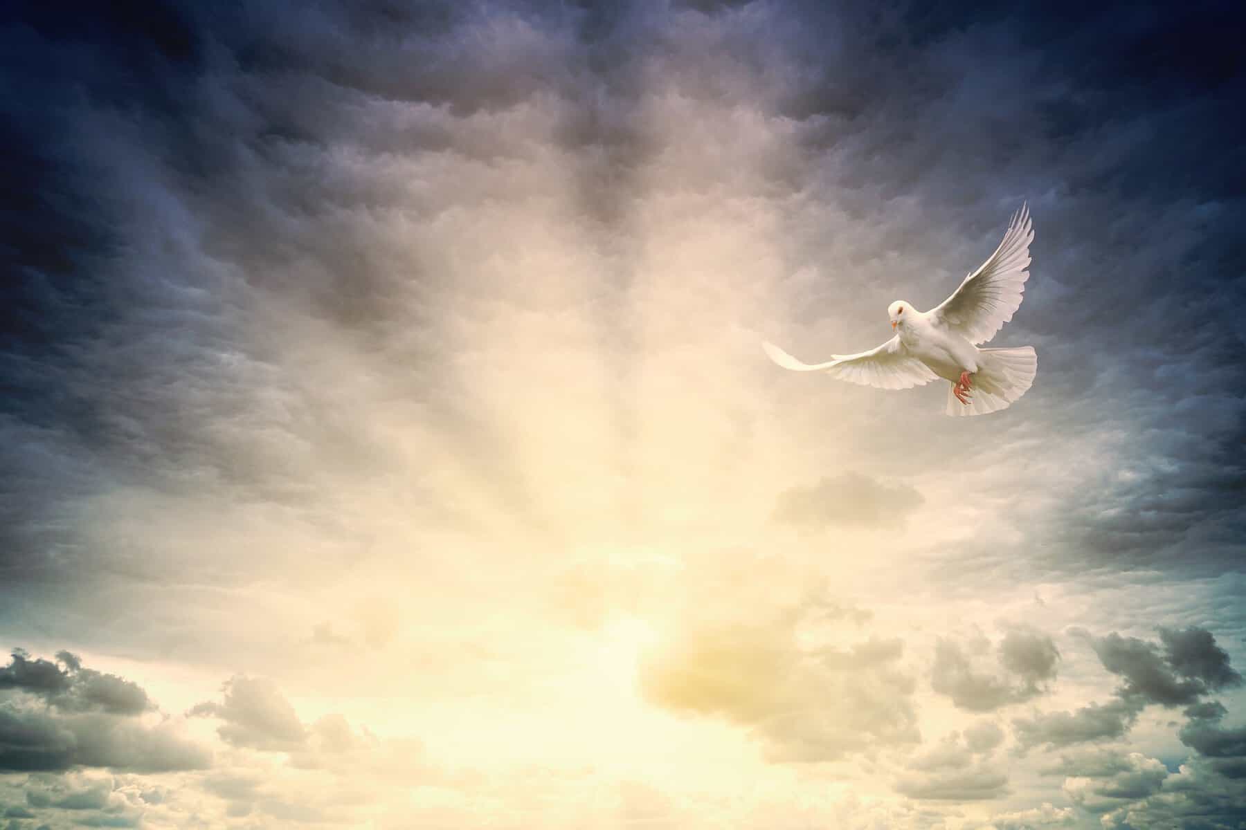Sun rays fill the sky as a white dove flies in front of them.