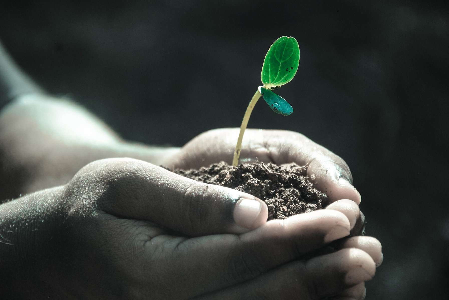 The hands of a dark skinned person hold dirt with a small seedling sticking out of it.