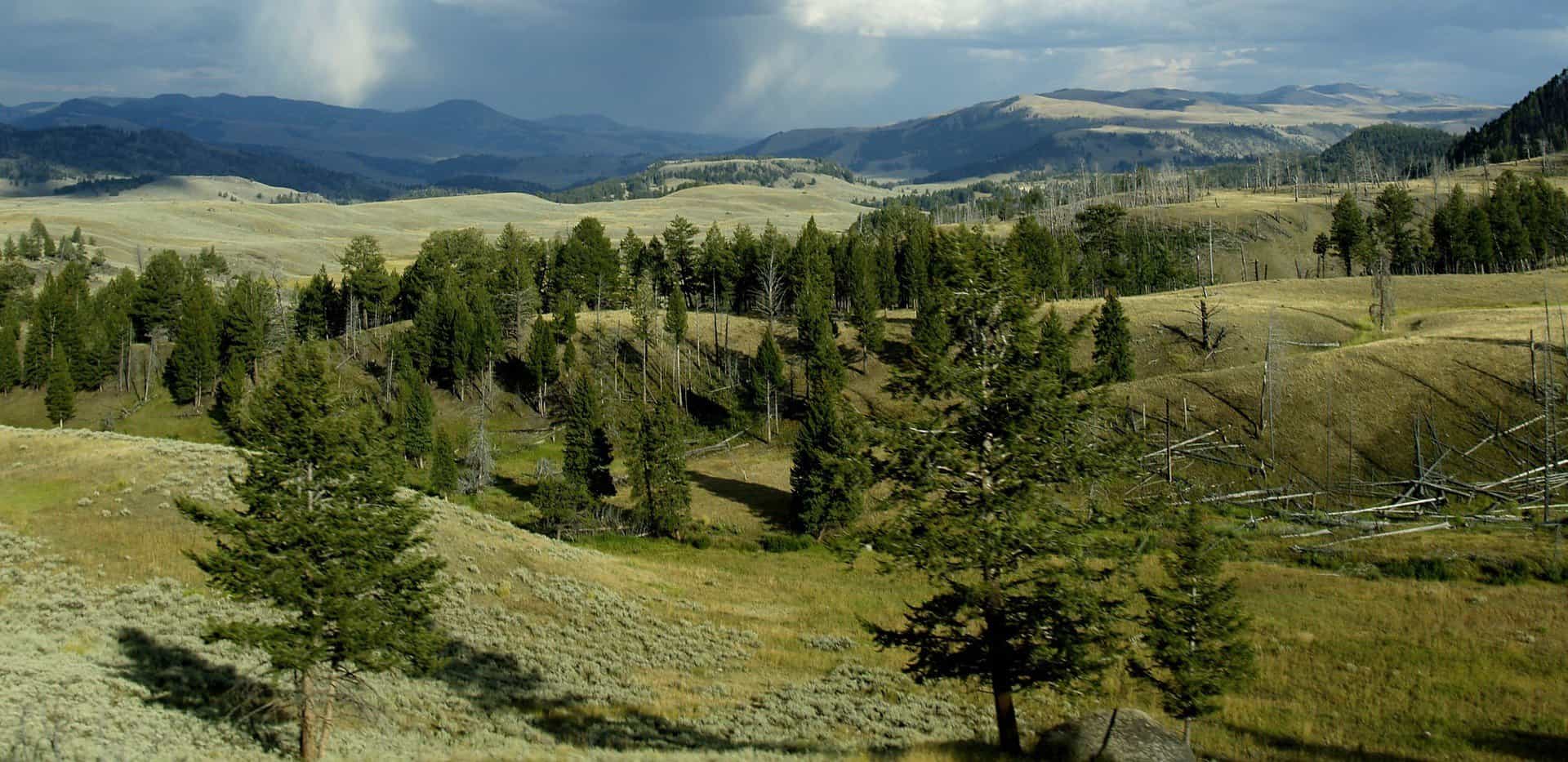 A view of a meadow in Yellowstone National Park with trees and grass and mountains behind.