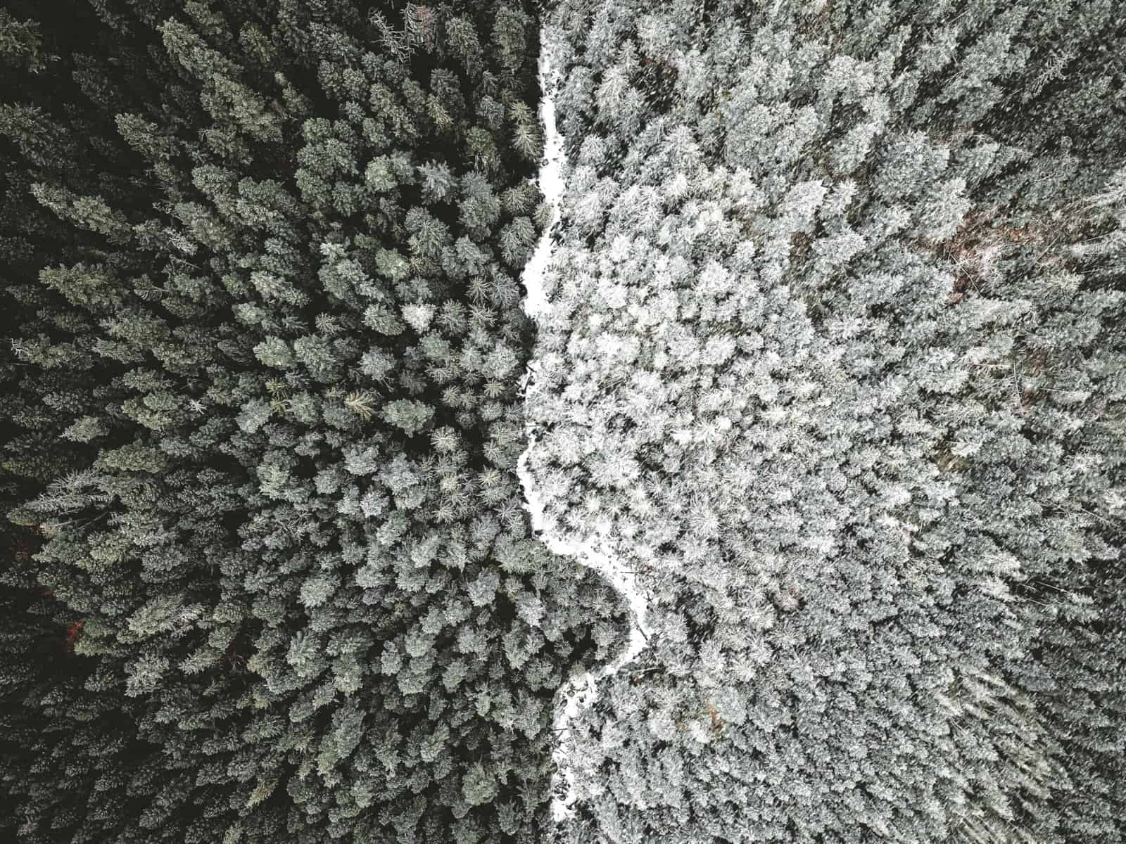 This black and white drone image shows a forest from directly overhead with a river running through the middle and the left side of the river darker than the right side of the river.