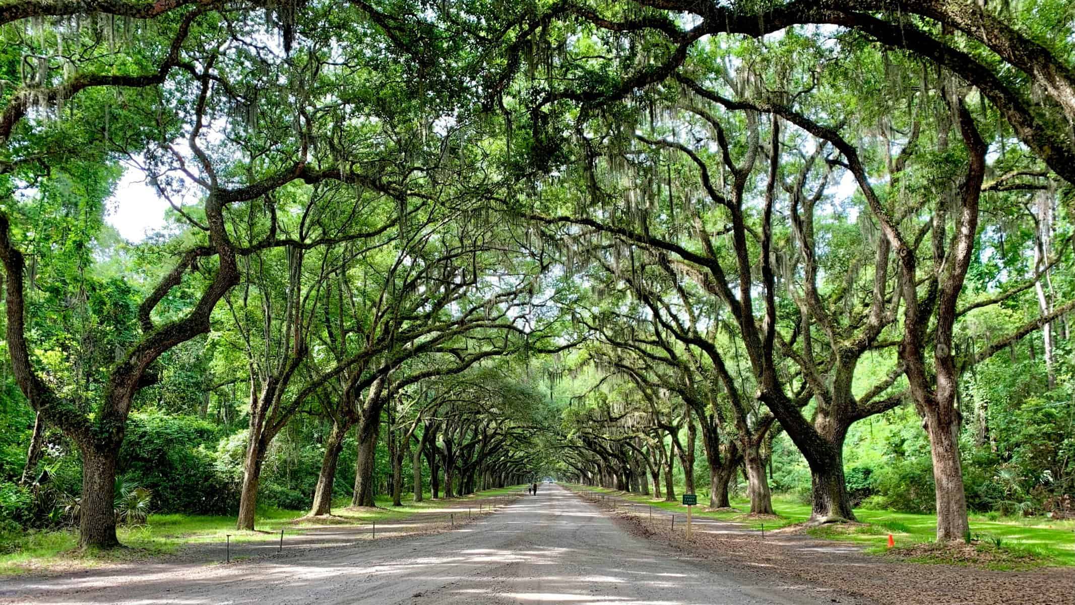A road is shown with green trees arching over it.