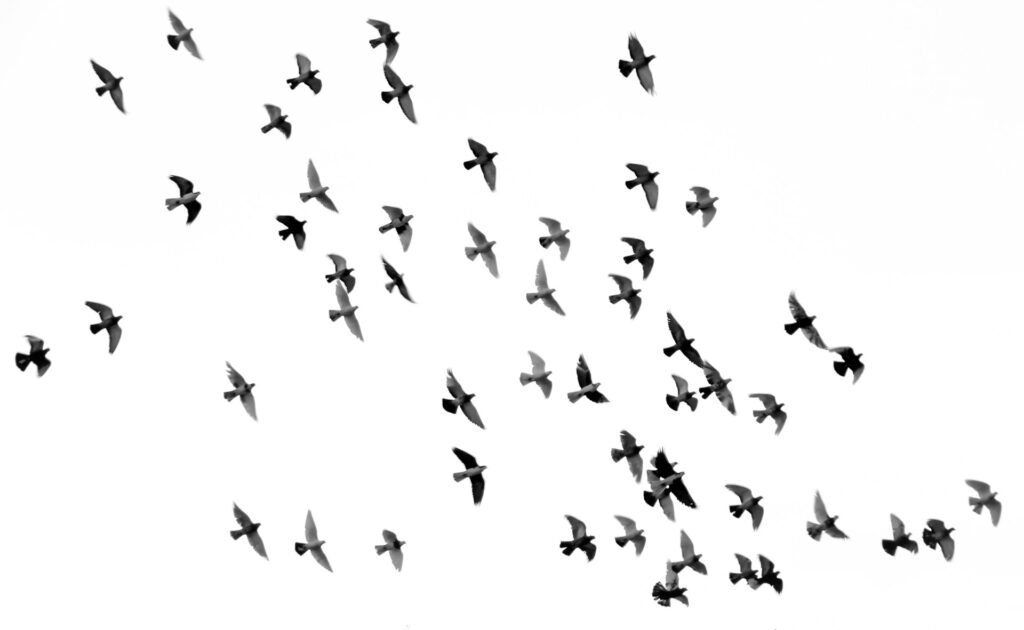 OPM religious freedom memo divides supporters and opponents over equality Birds flying over a cloudy sky.