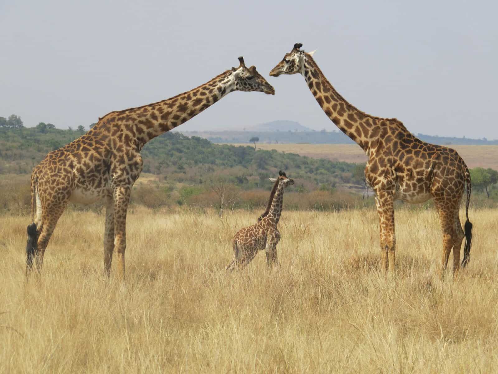 Family of giraffes in Kenya