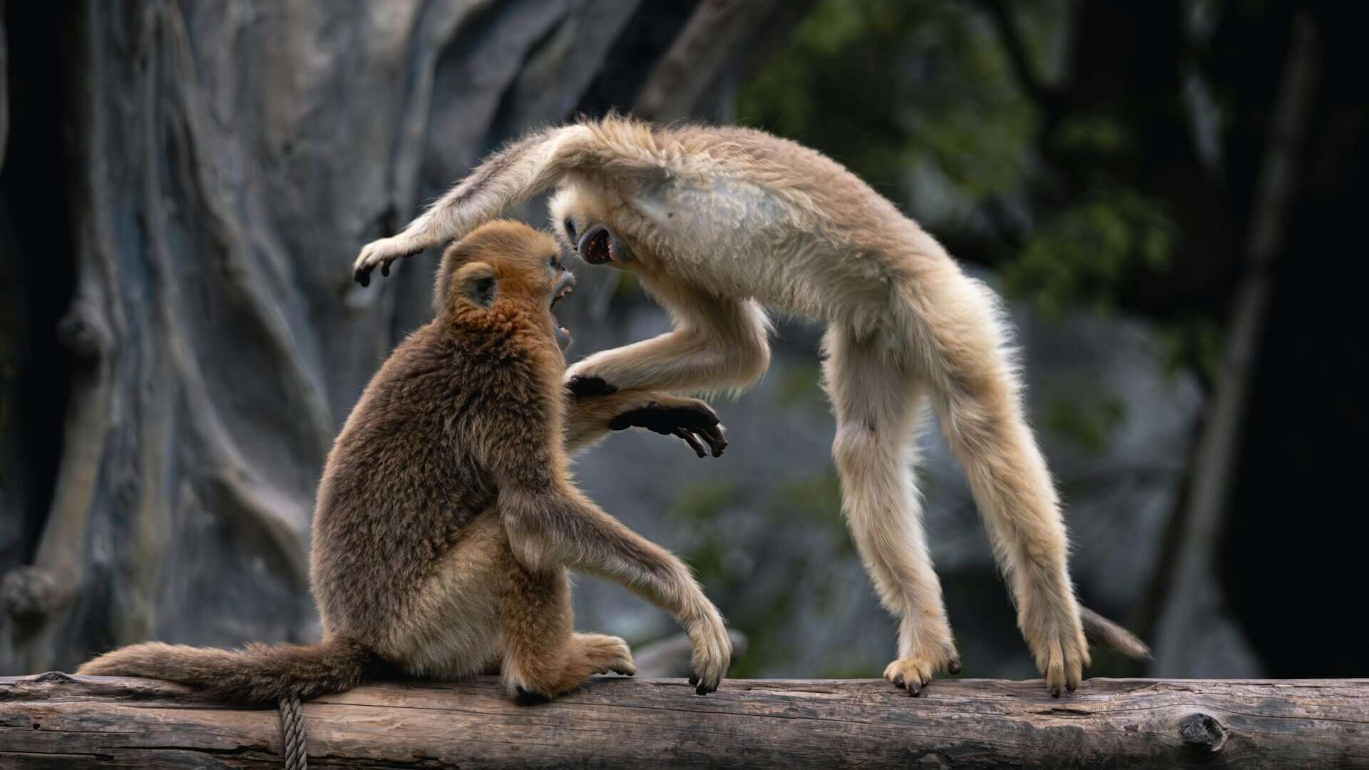 Two monkeys fighting.