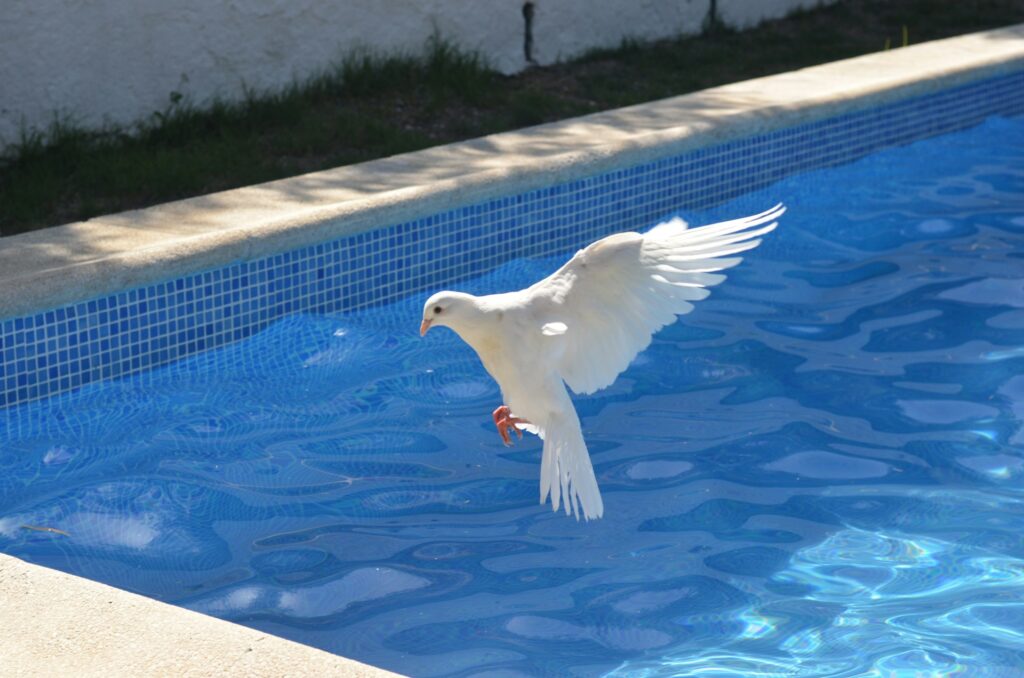 A white dove landing poolside.