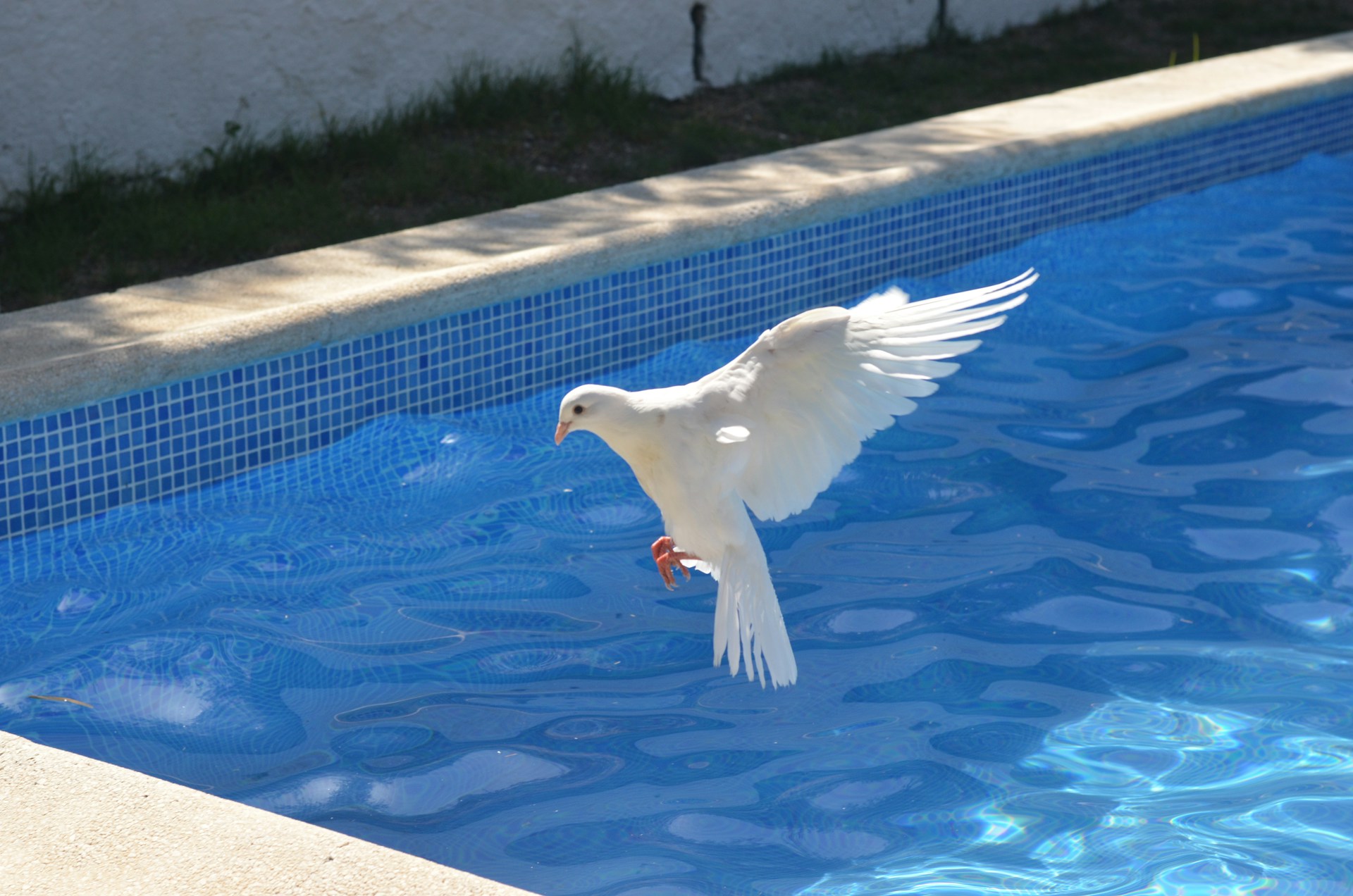A white dove landing poolside.