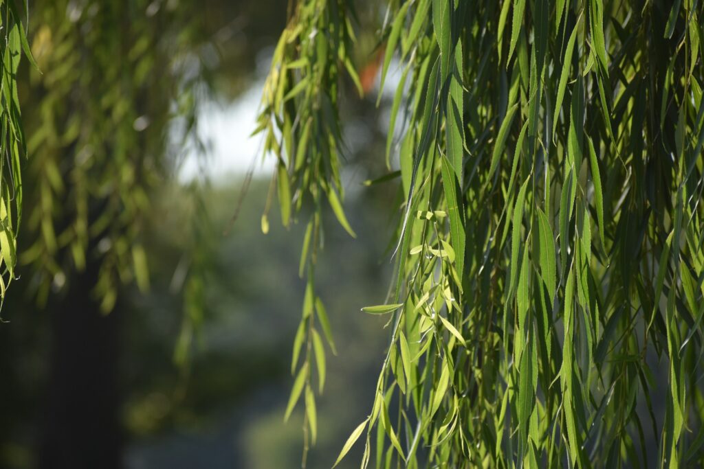 Up close view of a willow tree's leaves.