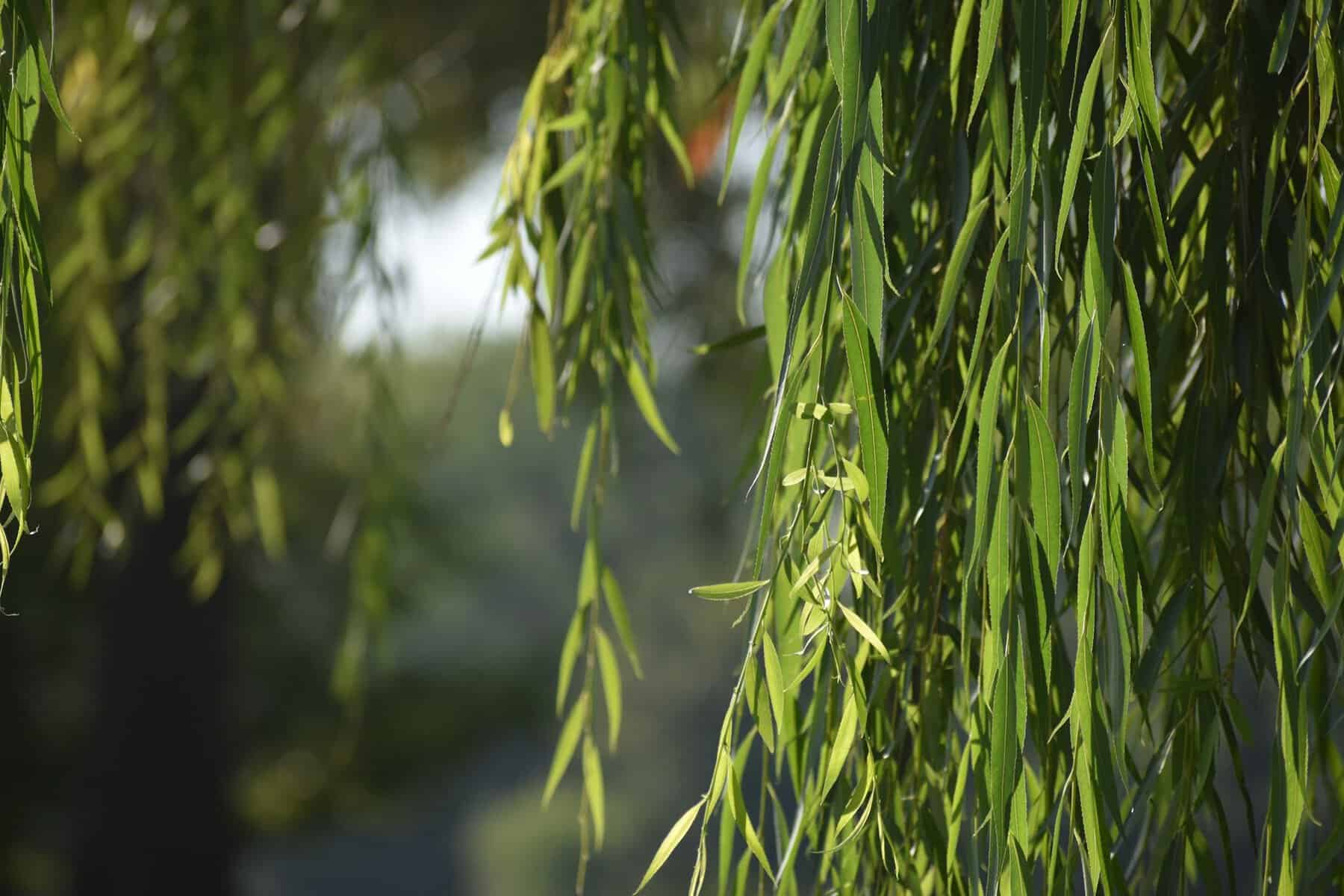 Up close view of a willow tree's leaves.