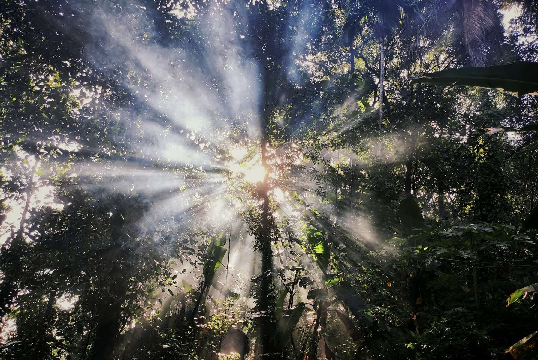 Sun rays shining through a forest canopy.