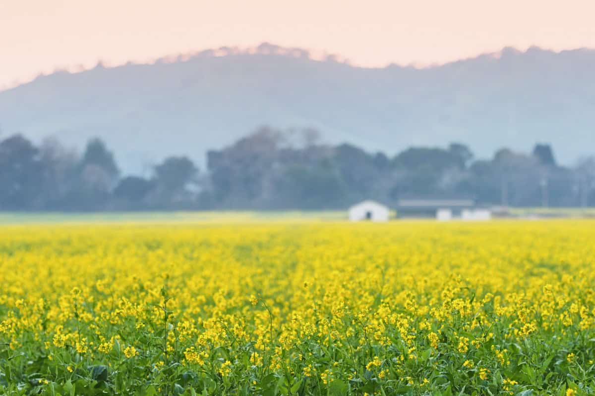 A field of yellow mustard flowers with a barn and hills out of focus behind it at early sunset.