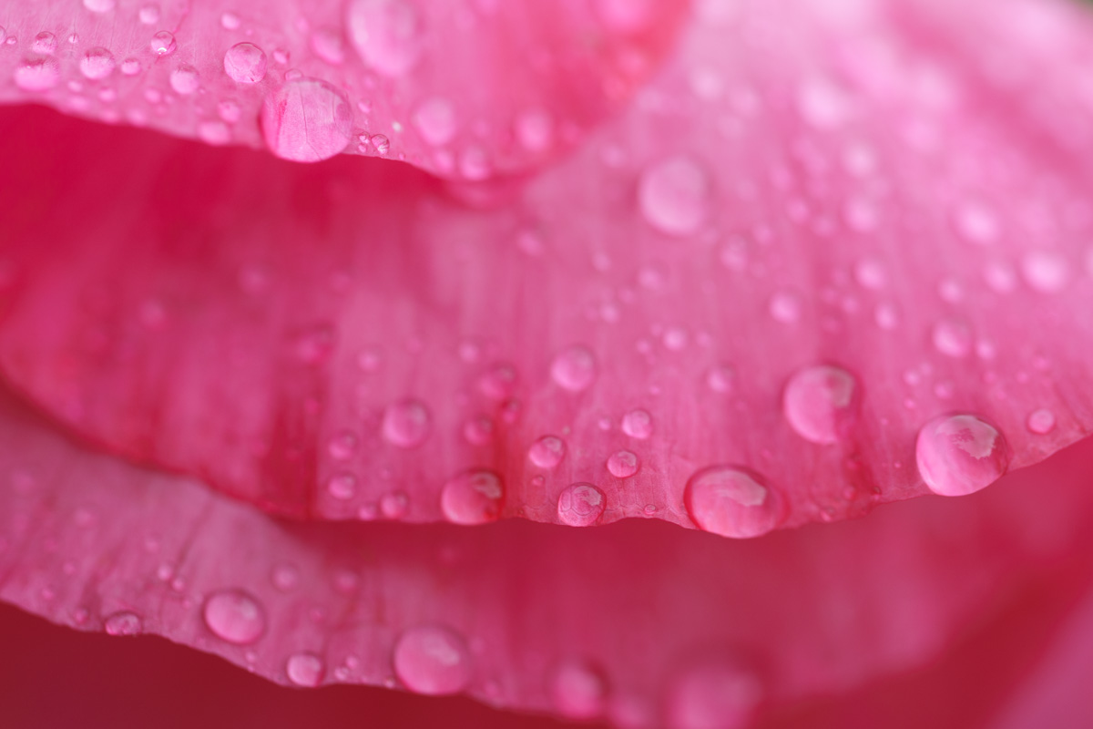 Tiny raindrops on a macro image of layered pink poppy petals.