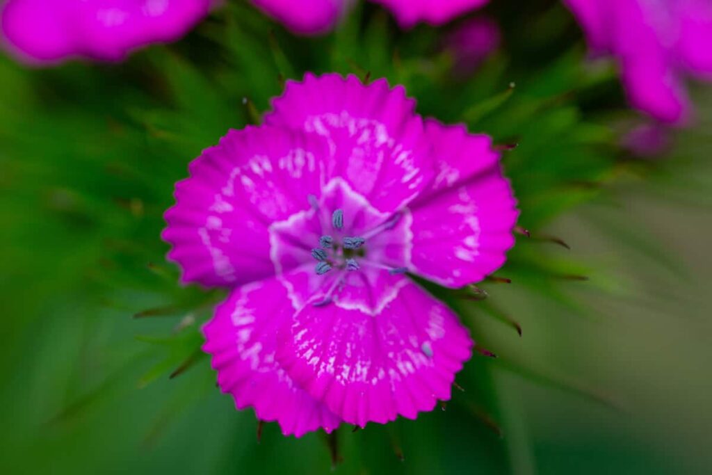Delighting in God: The Foundation of a Loving Faith (Mark 12:30) A pink Sweet William flower on a green background, framed from the top by other flowers.