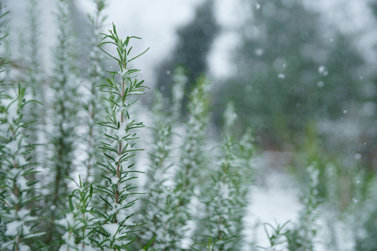 Rosemary with falling snow.