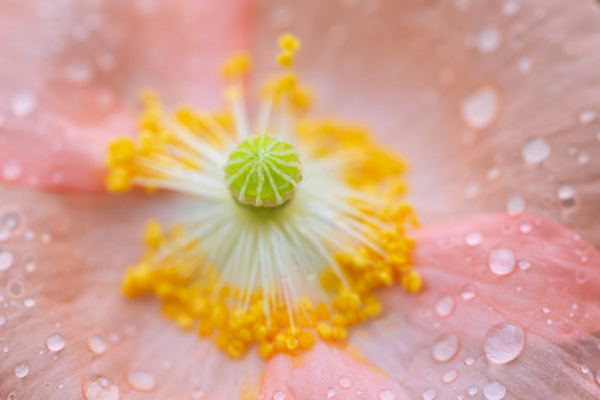 A peach Icelandic poppy covered in raindrops with yellow stamens weighted down.