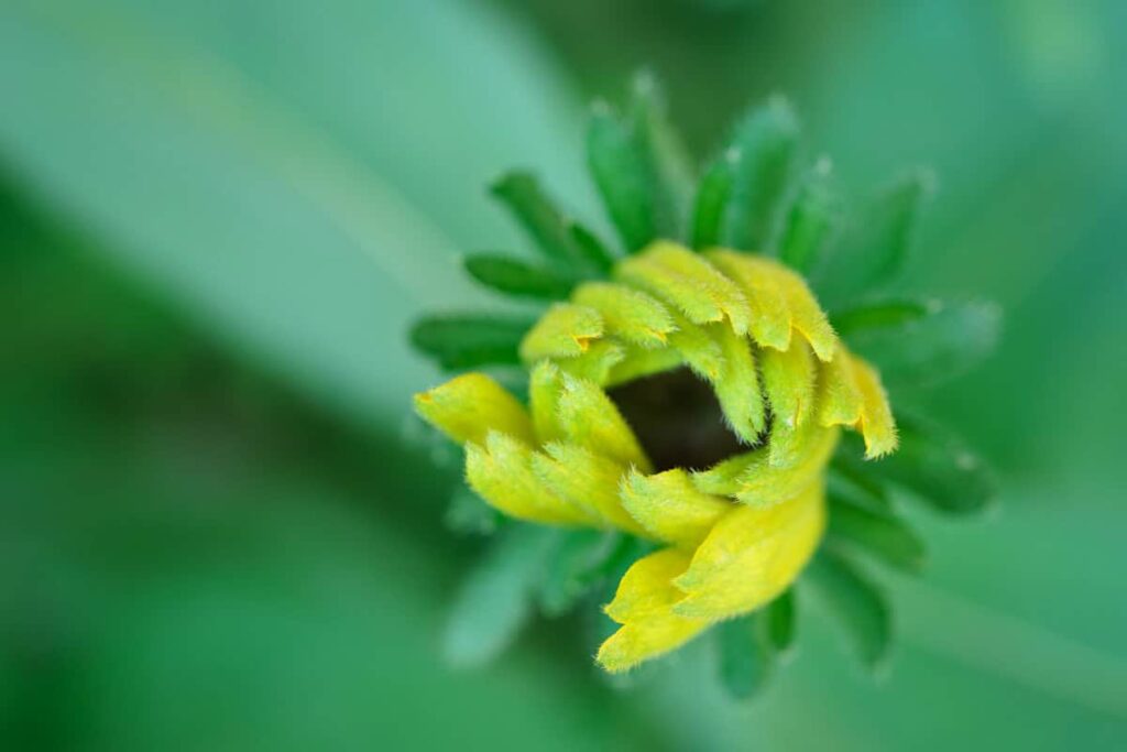 Expectant Waiting: Longing for God, Not Answers (Psalm 130:5) Yellow Rudbekia Daisy bud