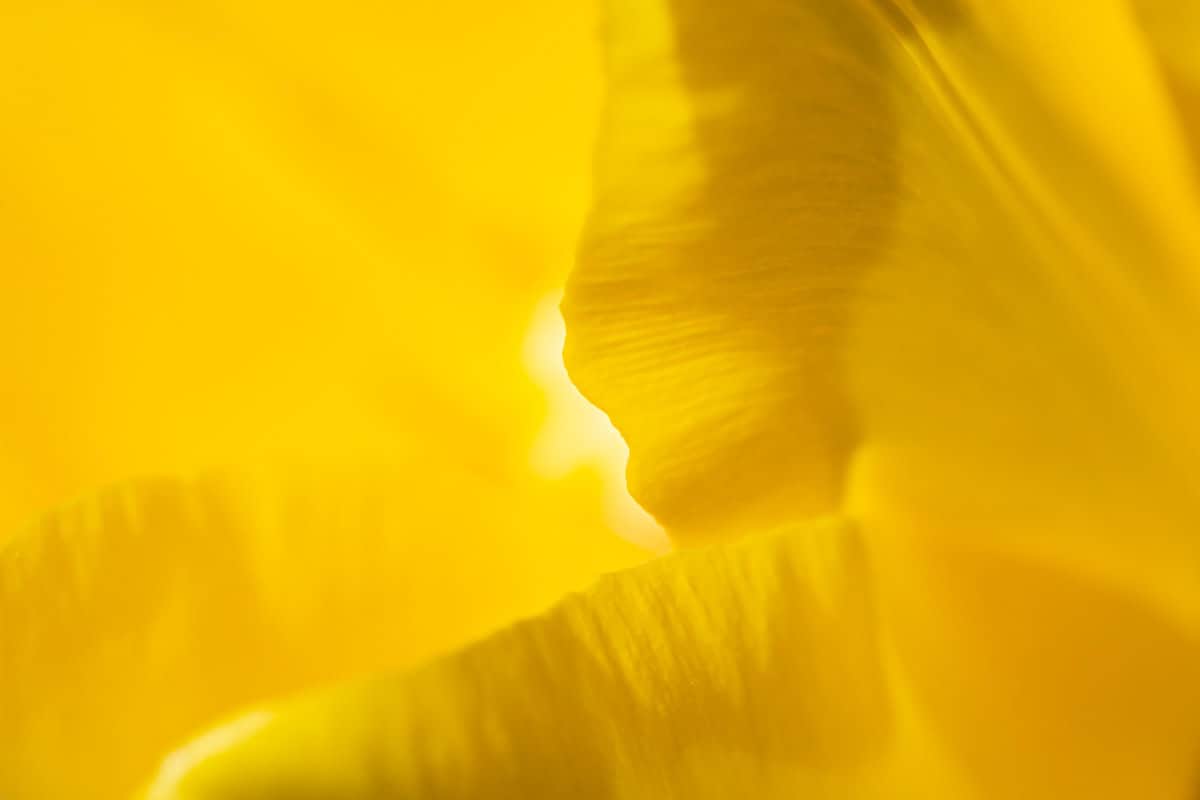 An extreme closeup of tulip petal edges illuminated from behind by the sun.