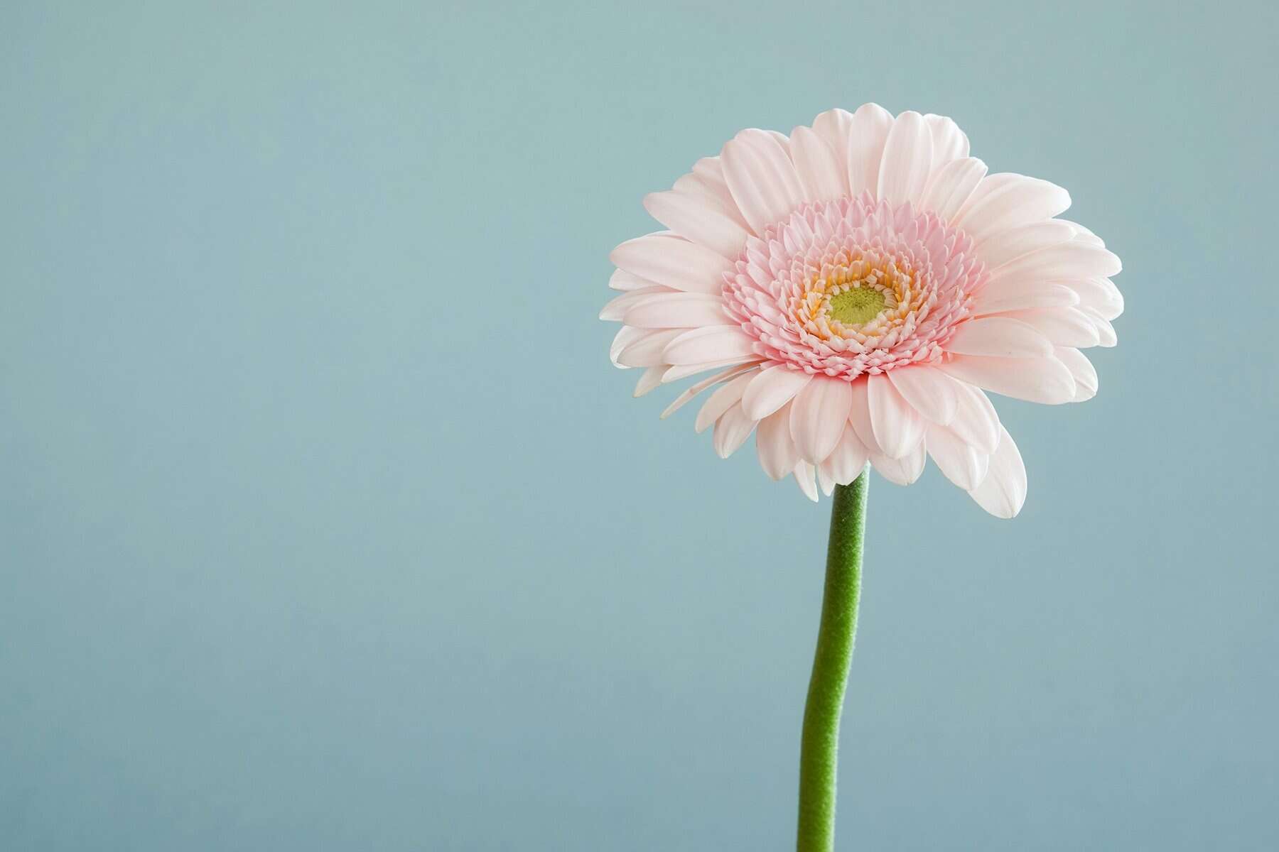 A light pink daisy against a grey background.