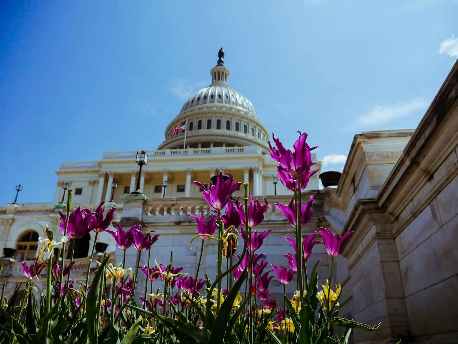 A photo of the US Senate building with pink flowers in the foreground.