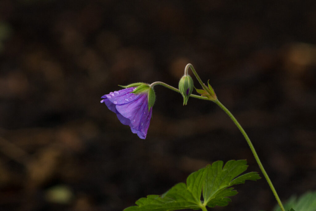 A purple geranium with raindrops on it in soft light with a dark background.
