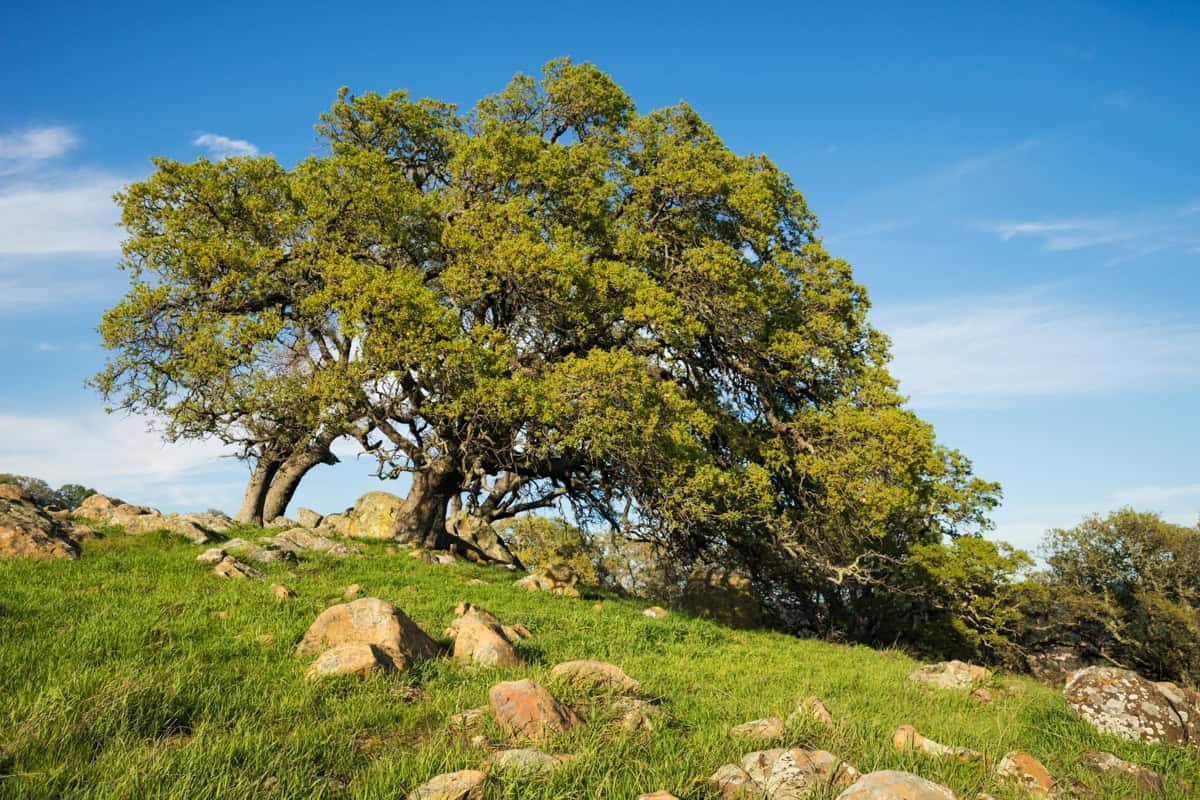 Tree on a hill