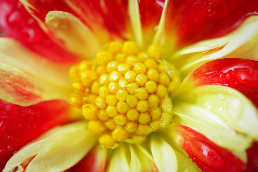 The Great Commission Beyond Evangelism (Matthew 28:19) Close-up of a red and yellow rain drenched dahlia