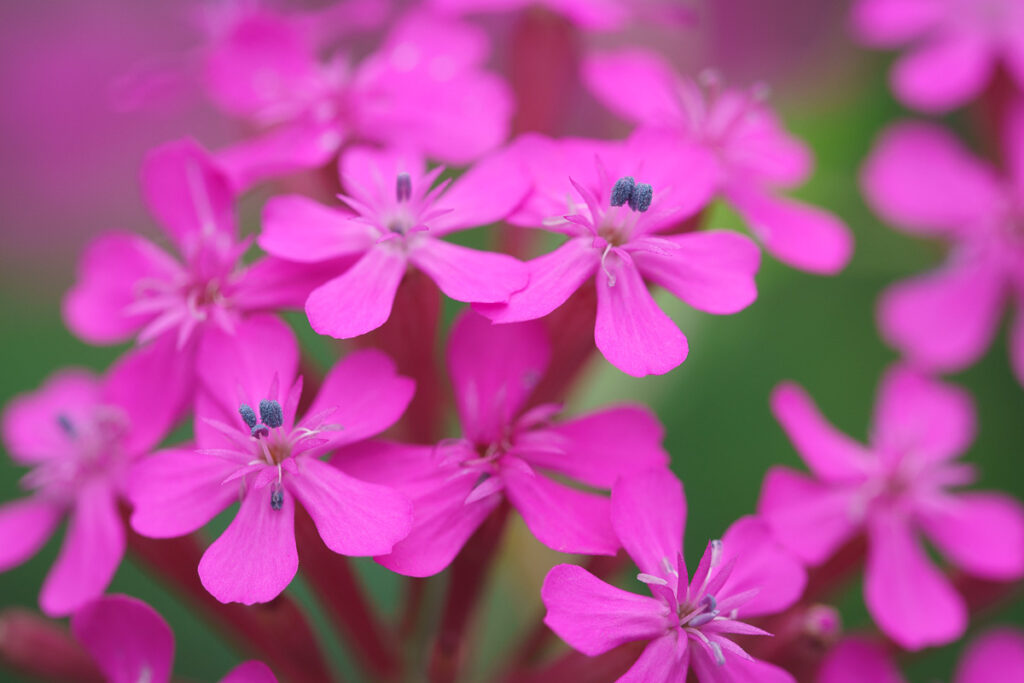 Love, Freedom, and the Kingdom of God (Mark 12:28) A closeup of pink Sweet William flowers