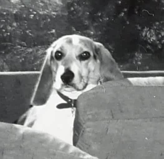 Black and white photo of a Beagle dog named Tibby.