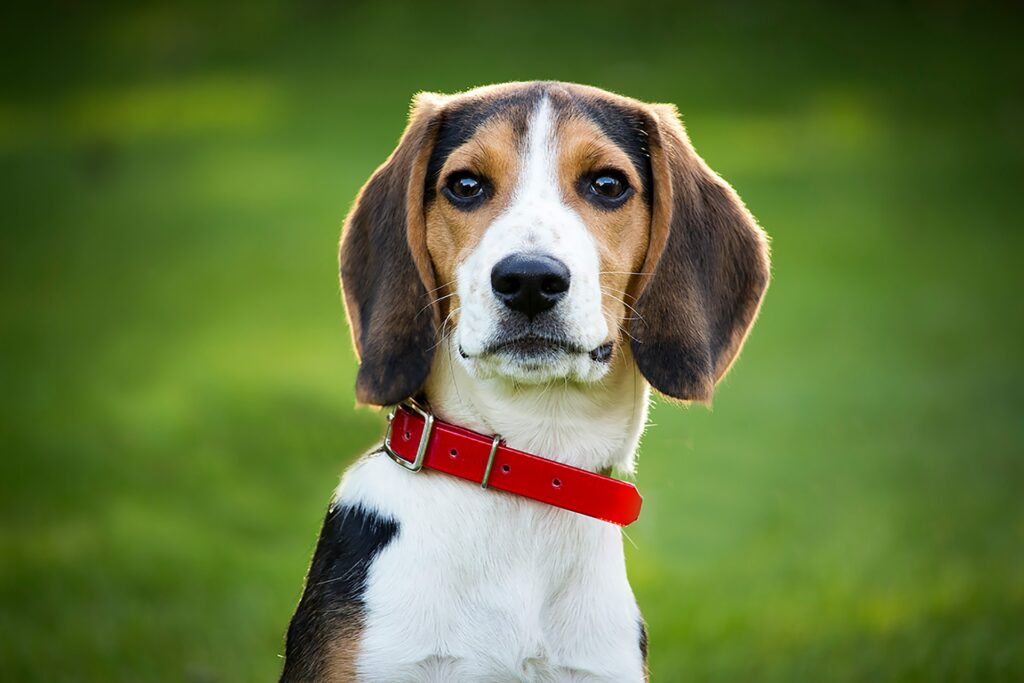 Every Dog Should Have a Boy The head of a Beagle dog with a red collar.