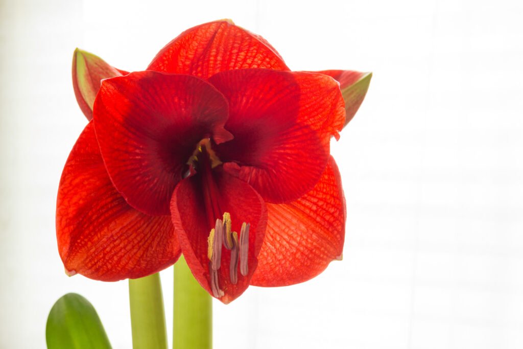 Enduring in Faith When the Way Gets Hard (Hebrews 10:36) A red backlit amaryllis flower on a white background.