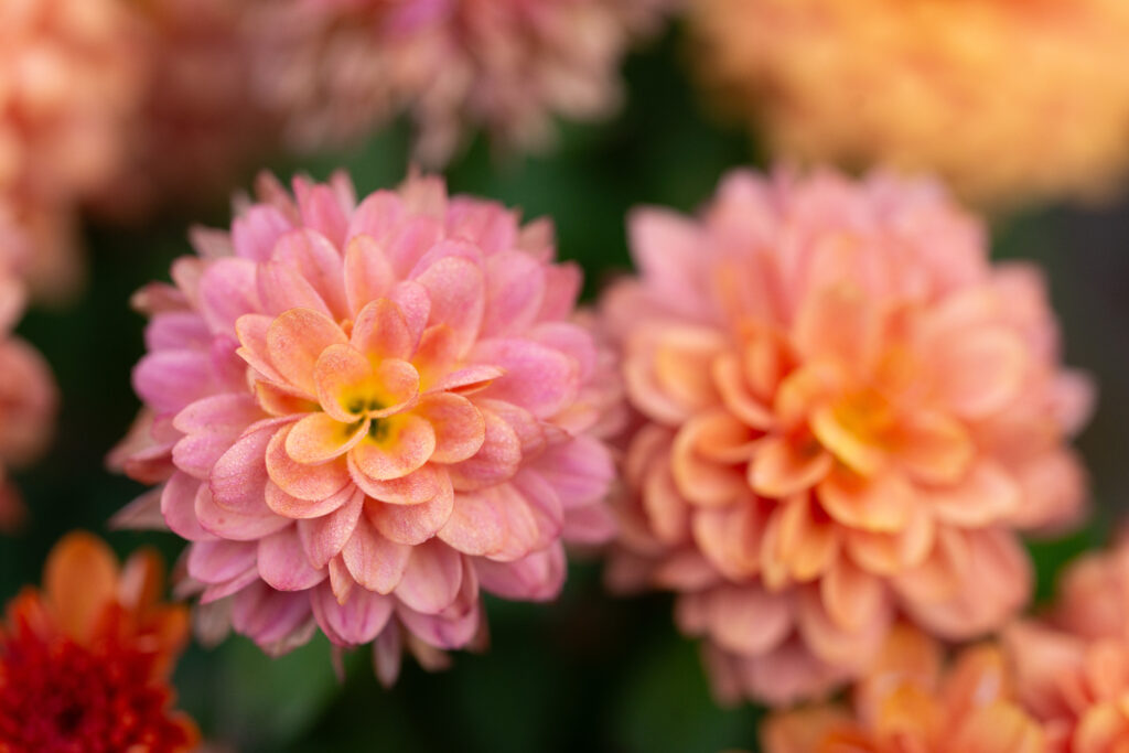 The Kingdom Matters More Than the Beasts (Daniel 7:18) Pink and peach mums closeup