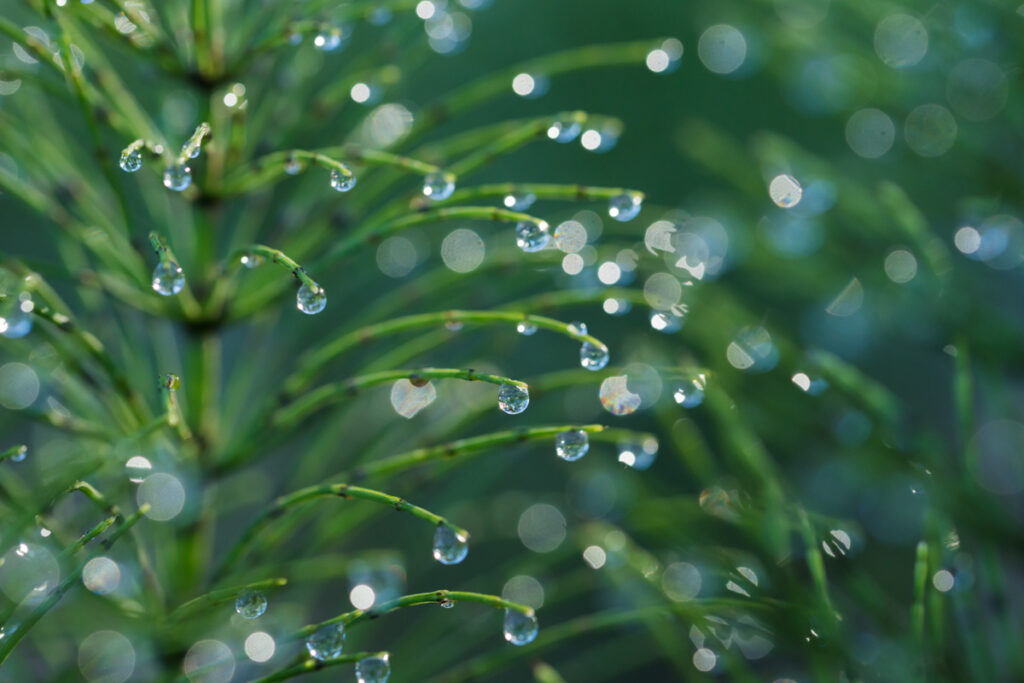 Drops of dew on leaf ends
