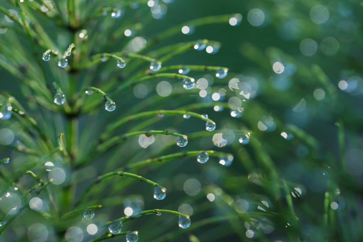 Whispers of Grace