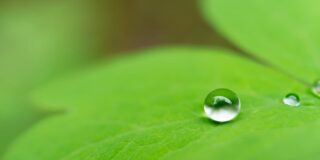 A drop of rain sits on a green Bleeding Heart leaf.