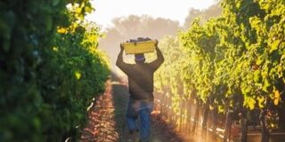Vinyard worker carrying grapes early in the morning